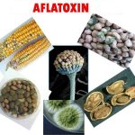 Афлатоксины