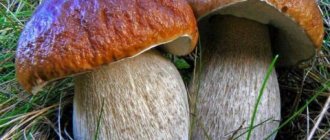 Белые грибы растут в хвойных, лиственных и смешанных лесах