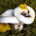 White milk mushroom