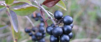 Privet