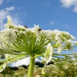 hogweed burns