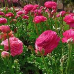 цветы лютики