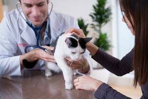 Диагностика и симптомы коронавирусного гастроэнтерита у кошек и собак