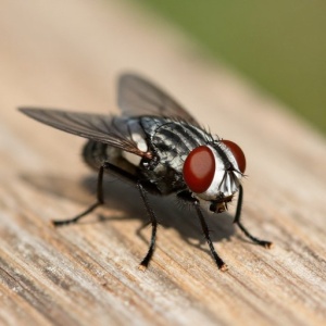 Horsefly Bite Consequences And Methods Of Treatment At Home