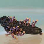 Эрготизм – симптомы и лечение, фото и видео.