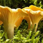 Грибы в банке