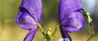 How does aconite poisoning occur?