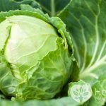 How does cabbage poisoning occur?