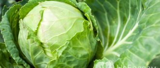 How does cabbage poisoning occur?