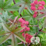 Как происходит отравление клещевиной?