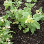 Как вырастить белену черную самостоятельно