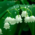 Lily of the valley