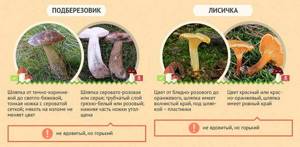 меры первой помощи при отравлении грибами