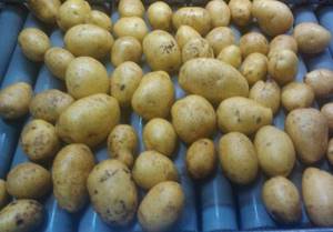 Можно ли мыть картошку перед хранением: как правильно хранить урожай в домашних условиях, полезные рекомендации