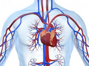 Насыщению тканей сердца кислородом