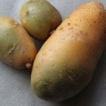 Опасность солонина в позеленевшем картофеле