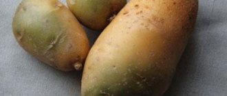 Опасность солонина в позеленевшем картофеле