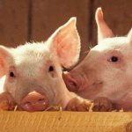 Poisoning in pigs - what to do and how to treat?