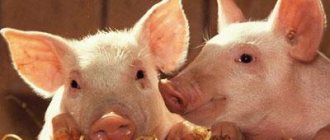 Отравление у свиней – что делать и как лечить?