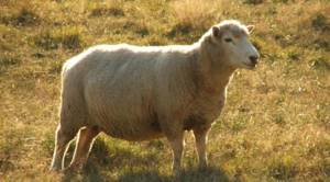 Овцы и бараны мясной линии выносливы и обладают крепким иммунитетом