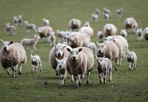 Овцы на полях Казахстана