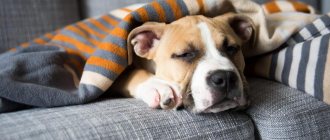 Понос у собаки: причины и лечение в домашних условиях быстро