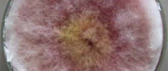 presence of fusarosis in grain