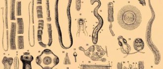 Разновидности паразитов - картинка на gemoparazit.ru