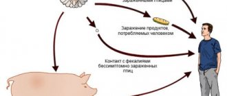 drawing of salmonellosis infection routes