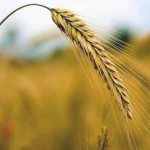 Rye in folk medicine: benefits and harms