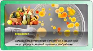 Сальмонелла в пищевых продуктах