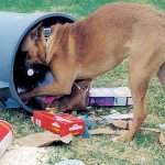 Собака роется в мусорном баке