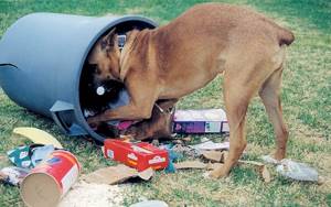 Собака роется в мусорном баке