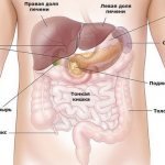 Structure of the liver