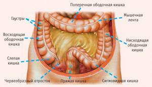 Строение пищеварительного органа