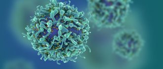 T lymphocytes attack foreign protein