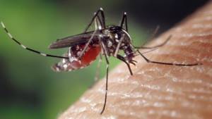 Укус комара может быть опасен для жизни