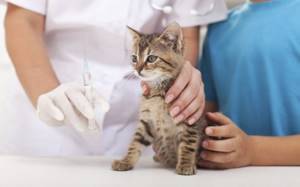 Вет врач поможет котёнку при отравлении