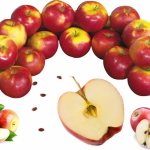 Все, что мы должны знать про яблоки и яблочные косточки: почему можно есть косточки от яблок