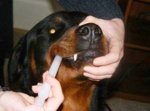 Введение шприца собаке в пасть